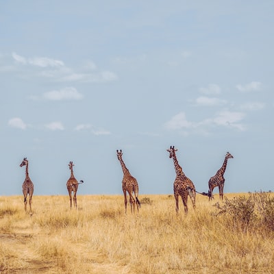 五只长颈鹿白天在草地上